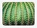 Produktbild VVIANS Cactus Bath Mat, Photo of Cactus with Spikes Plant Flower Fruit from Close Zoom Shoot with Spikes Print, Plush Bathroom Decor Mat with Non Slip Backing,Green 19.7x31.5in