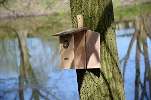 dobar 22415e Nistkasten für Vögel, aus Holz (Kiefer, Massivholz), für Garten, Balkon, Wand, 3 variable Einfluglöcher, mit Beobachtungsmöglichkeit, Farbe: Braun – Nisthilfe Vogelhaus - 7