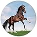 Produktbild Round Rug Mat Carpet,Animal Decor,Bay Horse Pacing on the Grass Energetic Noble Character of the Nature Honor Concept,Blue Green Brown,Flannel Microfiber Non-slip Soft Absorbent,for Kitchen Floor Bath