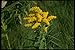 Produktbild 127077 Goldenrod (Solidago Sp) A4 Photo Poster Print 10x8