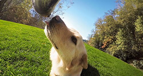 GoPro Zubehör Fetch Hundegeschirr (geeignet für HERO4/HERO3+/HERO3/HD HERO2/Original HD HERO/HERO) - 5
