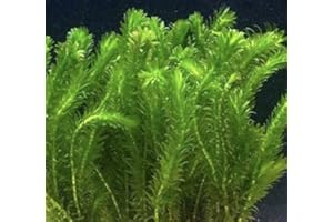 BIOTOPE AQUATICS LTD SB 15 x Elodea densa live pond weed aquarium plant coldwater tropical oxygen egeria