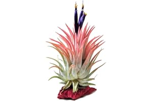 DECOALIVE Clavel del Aire Rojo Planta Natural Tillandsia para Casa