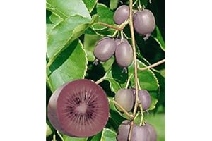 CLEMATITE.NET Kiwi de Sibérie Ken's Red (Femelle) Godet