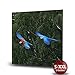 Produktbild Papageien - Fotodruck, Kunstdruck auf Forex-PVC-Platte | Hochwertiges Wandbild mit matter Beschichtung , Variante:70 cm x 70 cm