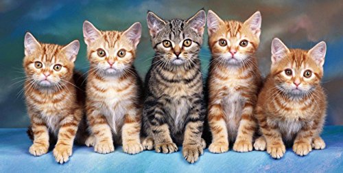 Jerry Fabrics JF0219 Cats Strandtuch, Baumwolle, blau, 70 x 140 cm