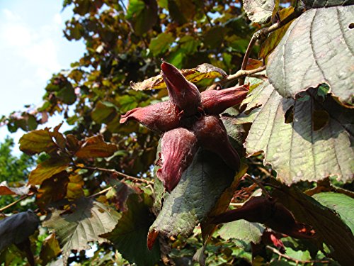 Rote Zellernuss Haselnuss, Haselnussstrauch Buschbaum, Corylus avellana, Nussbaum winterhart, Laub rot, im Topf, 120 cm