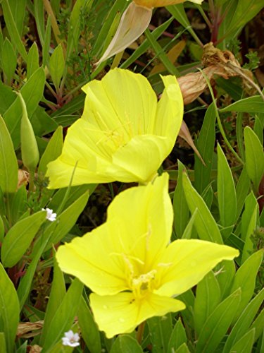 Oenothera missouriensis – Nachtkerze, 3 Pflanzen - 7
