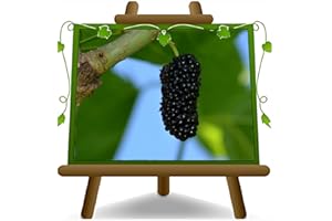 EURO PLANTS VIVAI Mûre Mure reine noir - Plante fruitière vieux sur pot 20 - arbre max 170 cm - 2 ans