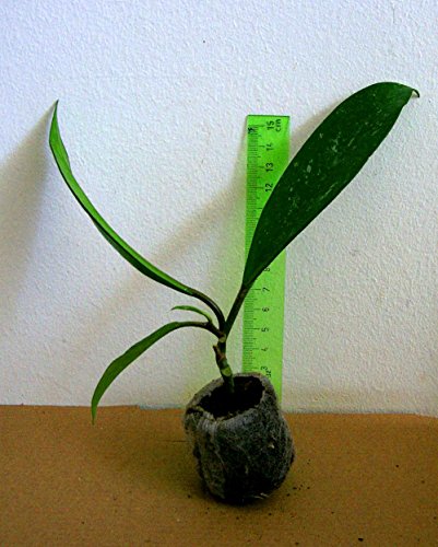 Hoya Plant Pubicalyx Silver Pink, sehr blühfreudig, wüchsig und pflegeleicht! Absolute Rarität! - 3