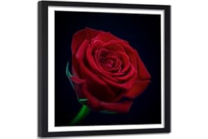 Feeby Imagen con Marco Negro Rosa Cuadro Poster Flor Naturaleza Planta Rojo 40x40 cm