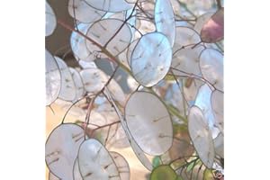 AGROBITS 15 - LUNAIRE graines - Monnaie du Pape