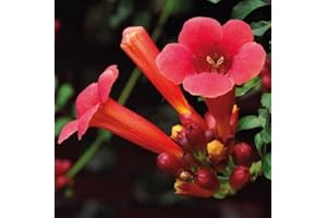 BAUMSCHULE WEDROWSKI W Trompette de Virginie Flamenco 1L - Un grimpeur impressionnant et peu exigeant