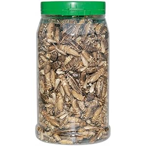 Dragon - CRISPY FOOD - Heimchen groß, gefriergetrocknet ca. 35g