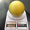 M-Tech Gardens Rare Brazilian Abiu Fruit Plant (Giant Abiu, Hybrid) Pouteria caimito Exotic 1 Live Fruit Seedling Plant