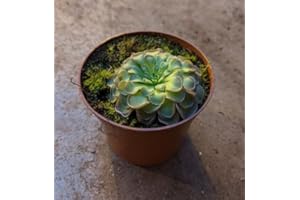 CAMBRIDGE BEE Pinguicula agnata Butterworts Carnivorous Plant in 8cm Pot Approx 10 cm Tall