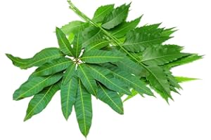 Swathi Fresh Neem (Approx 200g) & Mango (10Pieces) Leaves Combo Natural Herbal Leaves Perfect for Home Remedies, Tea Preparation, and Spiritual Rituals