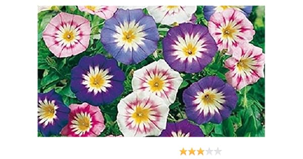 25 Graines Semence Fleur Belle De Jour Violet Bleu Rose Blanc Coeur Jaune Certifiées Fleurpotager Bulbe