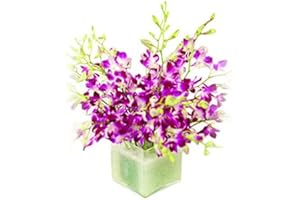 Sendabunch Fresh Singapore Dendrobium Orchids Bouquet - 20 Beautiful Stems for a Touch of Eastern Charm - 14-Day Freshness Guarantee - Perfect for Birthdays, Anniversaries & Special Occasions