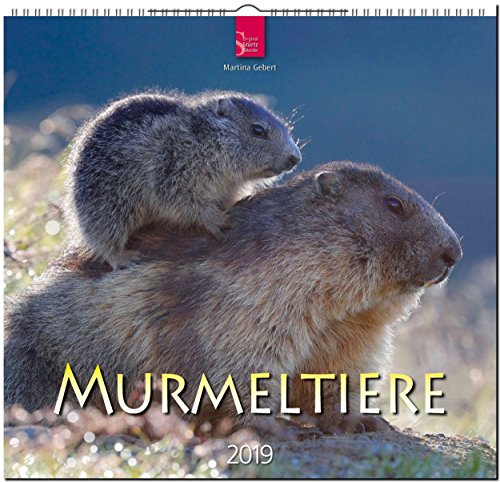 Preisvergleich Produktbild MF-Kalender MURMELTIERE 2019