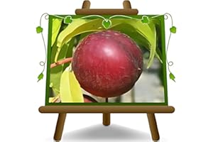 EURO PLANTS VIVAI Pêcher Nectarines à pulpe jaune Armking plante fruitière ancienne greffé en pot 26 cm hauteur maximale 180 cm - Âge 4 ans