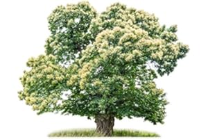 Müller Münchehof GmbH Baum des Jahres 2018 - Edelkastanie/Esskastanie im Container Größe 125 bis 150 cm