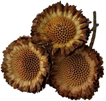 Protea Susanne 100st. 2.Wahl