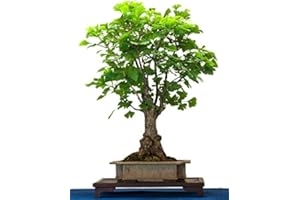 RP Seeds Ginkgo biloba (Maidenhair Tree) - 5 Seeds