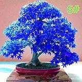  Kofun 20 macetas de Madera de Arce japonés Bonsai DIY - Maceta de Hojas coloreadas para el hogar - Mini - Jardín - Decoración 15