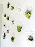 Se puede servir como una planta florero o portavelas para pared arte decoración; Fit for Living Room Decor, el verde pared de dormitorio, cafetería y etc.