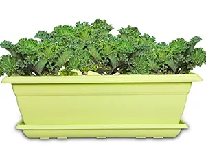 Livewell Green Plant Box (Fruit Green and Beige, Pack of 4)