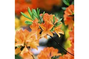 Dwarf Azalea Orange Hardy Evergreen Compact Shrubs for The Garden, Patios, Beds & Borders Provide Spectacular Colour 1 x Orange Azalea in 9cm Pot by Thompson & Morgan