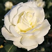 Kordes Rosen Memoire Edelrose, reinweiß mit cremefabenen schattierungen, 12 x 12 x 40 cm