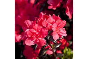 PLANTAPRO Rhododendron obt. 'Maruschka' Japanische Azalee 20-25cm im Topf gewachsen