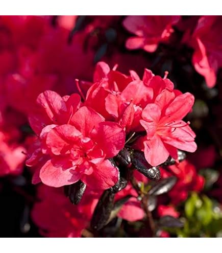 Rhododendron obtusum 'Little Red' 10-15 cm  Winterhart, Immergrn,  Mehrjhrig  Japanische Azalee  Zierstrauch fr Garten & Kbel :  Amazon.de: Garten