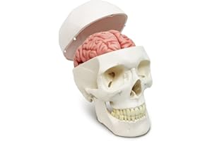 EVOTECH SCIENTIFIC Modelo de cráneo humano y cerebro, 11 piezas, tamaño natural, modelo anatómico de cabeza humana con cerebro, cráneo humano, para el aprendizaje de la enseñanza médica, exhibición de la educación de