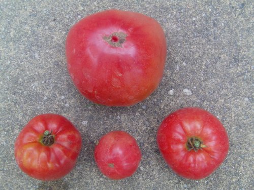 Ochsenherz-Tomate 10 Samen (RAR) (Gigantisch große Tomate) - 2
