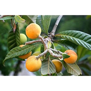 Mispelbaum - Eriobotrya Japonica - perfekt für Marmelade
