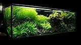 Natural 25 kg de sustrato de acuario natural negro (arena 1 - 1,6 mm) ideal para plantas.