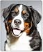 Produktbild Mauspad / Mouse Pad aus Textil mit Rückseite aus Kautschuk rutschfest für alle Maustypen Motiv: Berner Sennenhund ausgewachsen Porträtaufnahme- 07