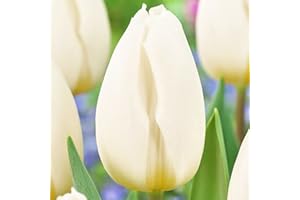 COOTO 5x Bulbi Tulipani Bianchi Giardinaggio Bulbi Tulipani Fiori Primaverili Bulbo Tulipano White