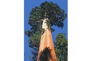 PRETTY WILD SEEDS 50 Tree Seeds - California Giant Redwood Sequoia (Sequoiadendron gigantea) - 50 Seeds - Winter-Hardy