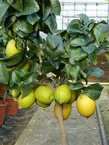 Zitronenbaum Zitrone Citrus limon 75 – 95 cm Zitruspflanze - 2