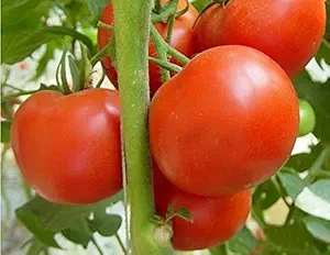 Creative Farmer F1 Variety Tomato Seeds (Pack of 30 Seeds)
