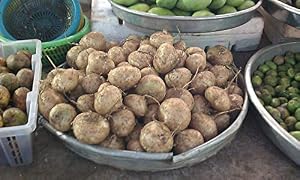 Yambohne Jicama Pflanzensamen – Seltene Serie 120 Samen Für Garten, Balkon & Topf