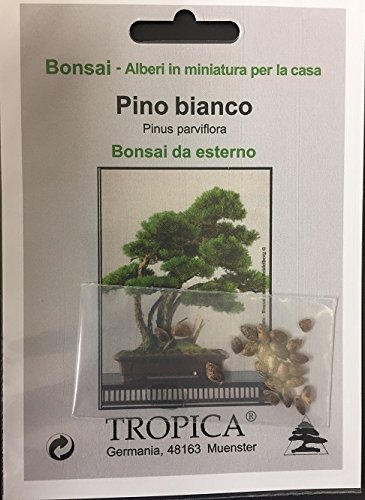 Tropica – Bonsai – Mädchenkiefer (Pinus parviflora) – 12 Samen - 2