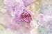 Produktbild Artland Poster oder Leinwand-Bild fertig aufgespannt auf Keilrahmen mit Motiv Heike Hultsch Japanische Zierkirsche Botanik Blumen Kirschblüte Fotografie Pink/Rosa C7AD