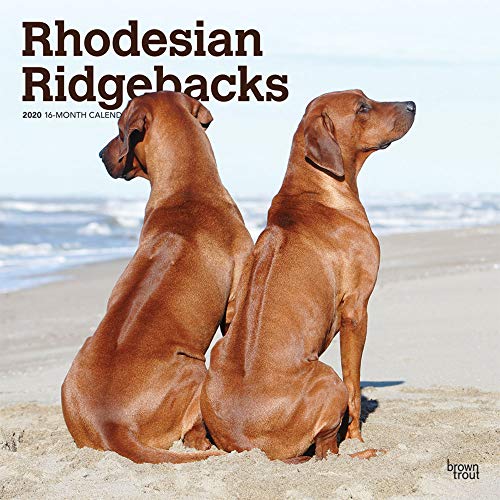 Télécharger Rhodesian Ridgebacks 2020 Calendar Gratuit