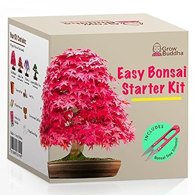 Grow Buddha Cultivez votre propre kit de Bonsai - Cultivez facilement 4 types de bonsaïs avec notre kit de démarrage de graines de Bonsai pour débutants - Kit de graines unique