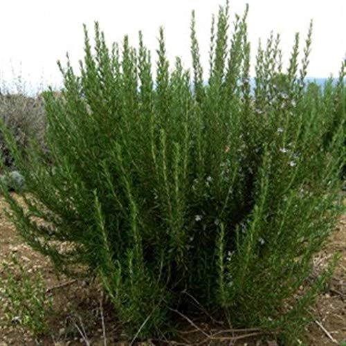 ROSMARINO NR.50 SEMI